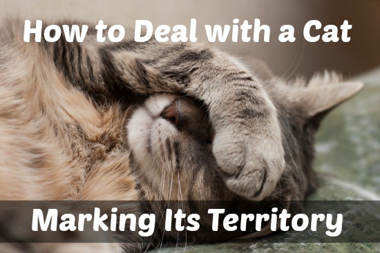 deal with cat marking territory