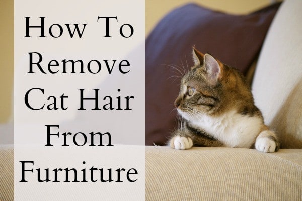 Ah-choo! Cat hair on the couch - Home-Ec 101
