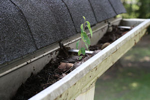 Gutters are not for gardening.