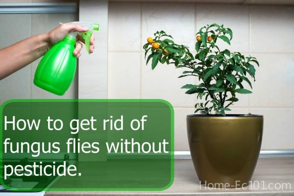 How to get rid of fungus flies naturally