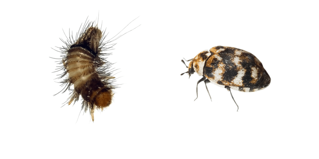 Larvae of the varied carpet beetle on the left next to the adult varied carpet beetle.